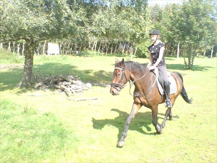 Oldenborg Murmann's Pil - Hygge ridning hjemme på marken x) billede 11