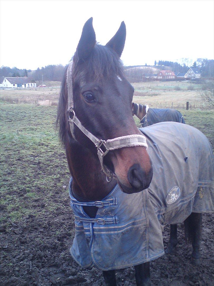 Oldenborg Murmann's Pil - Pil på folden ;D billede 9