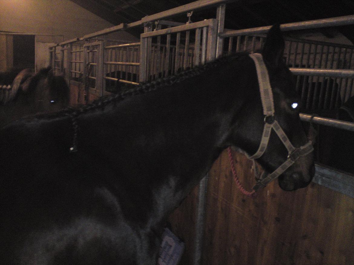 Oldenborg Murmann's Pil - fletning :) billede 14