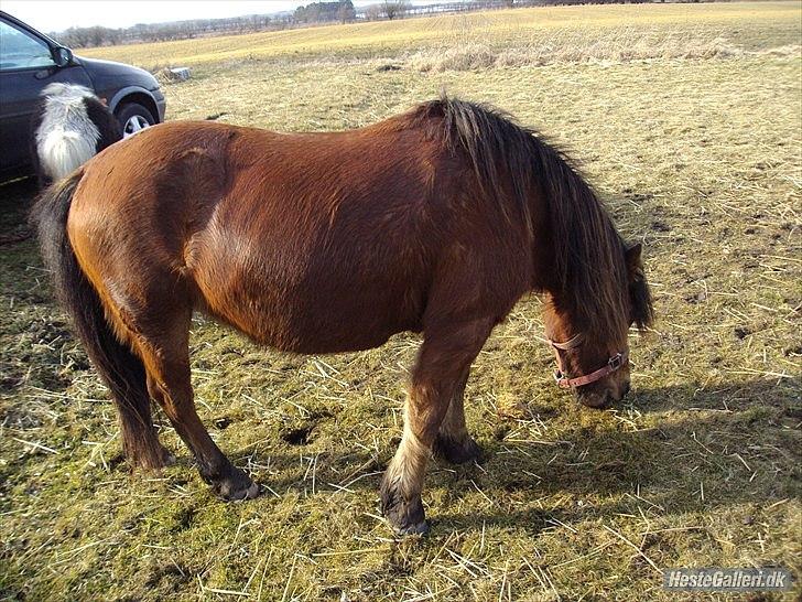 Anden særlig race lille  trixi billede 10