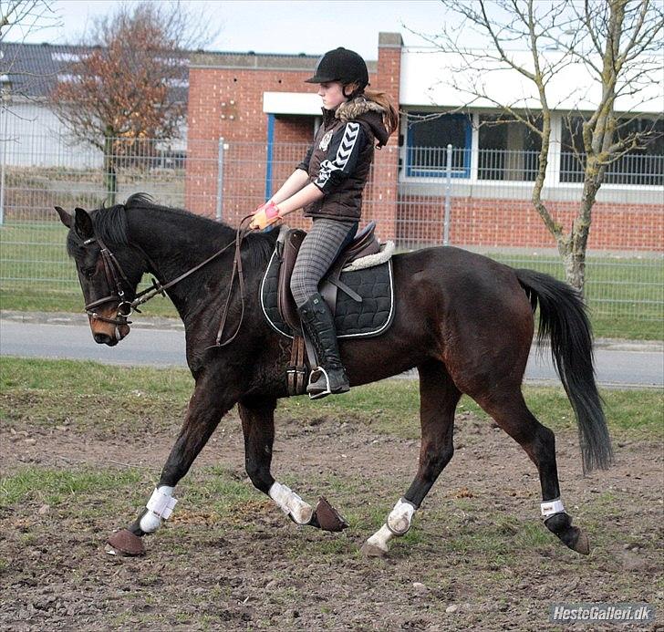 Dansk Varmblod ADRIANE - 23/3-12 billede 4