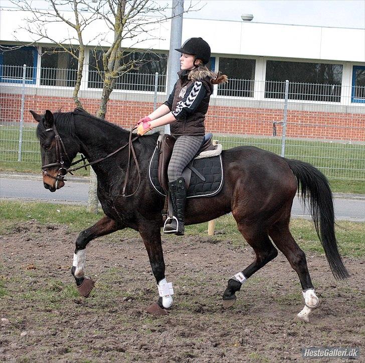 Dansk Varmblod ADRIANE - 23/3-12 billede 12