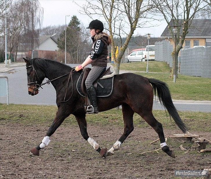 Dansk Varmblod ADRIANE - 23/3-12 billede 14