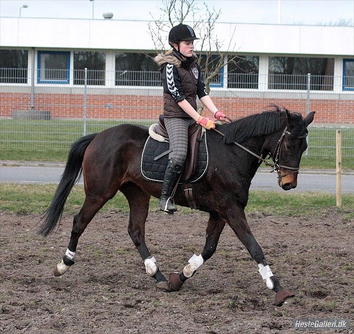 Dansk Varmblod ADRIANE - 23/3-12 billede 15