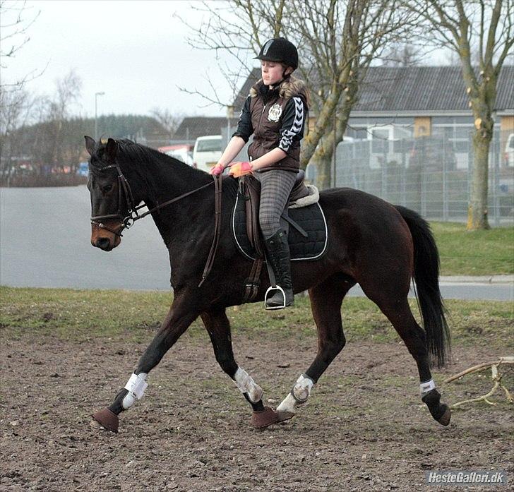 Dansk Varmblod ADRIANE - 23/3-12 billede 16