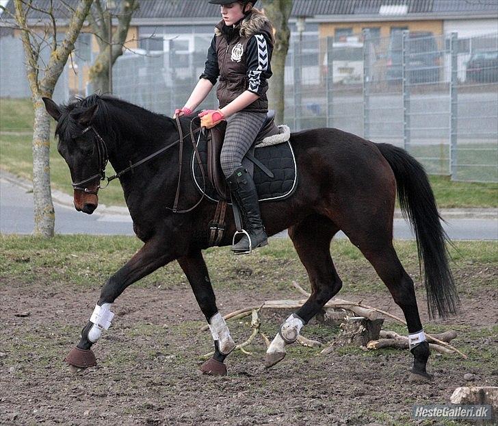 Dansk Varmblod ADRIANE - 23/3-12 billede 17