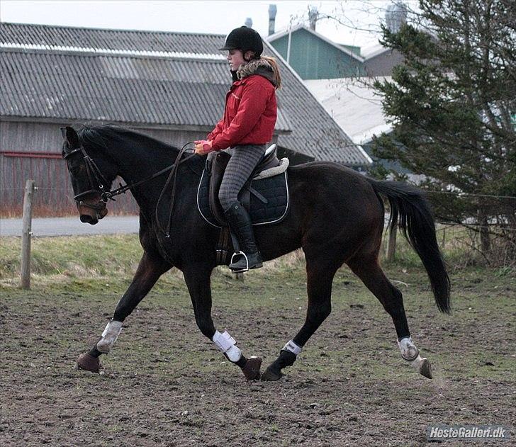 Dansk Varmblod ADRIANE - 23/3-12 billede 7