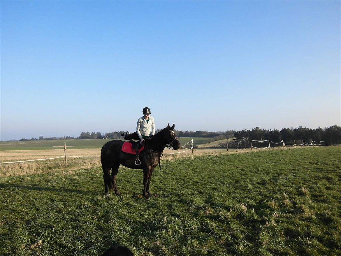 Dansk Varmblod Bakkebo´s Lucky Star - Lucky star Marts 2012 billede 3