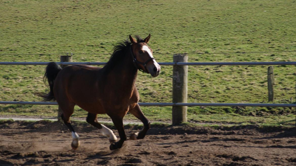 New Forest Ladegaardens Prodian »Kaspa« billede 18
