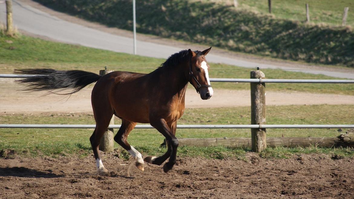 New Forest Ladegaardens Prodian »Kaspa« billede 6