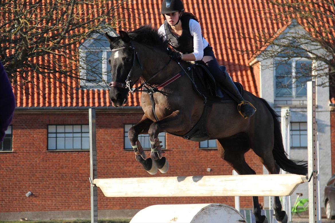 Oldenborg Okholms Gaia billede 6