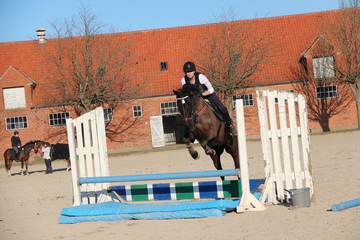 Oldenborg Okholms Gaia billede 7