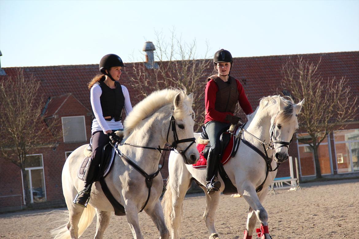 Anden særlig race Volly billede 11