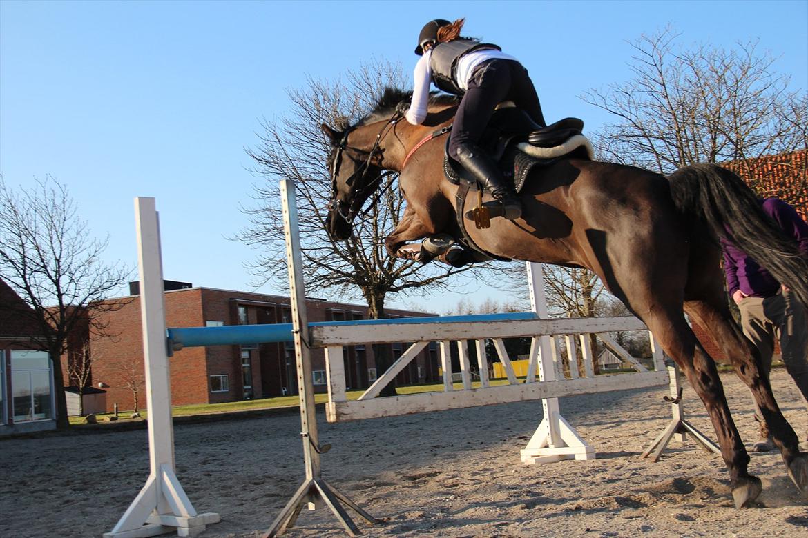 Oldenborg Okholms Gaia billede 8