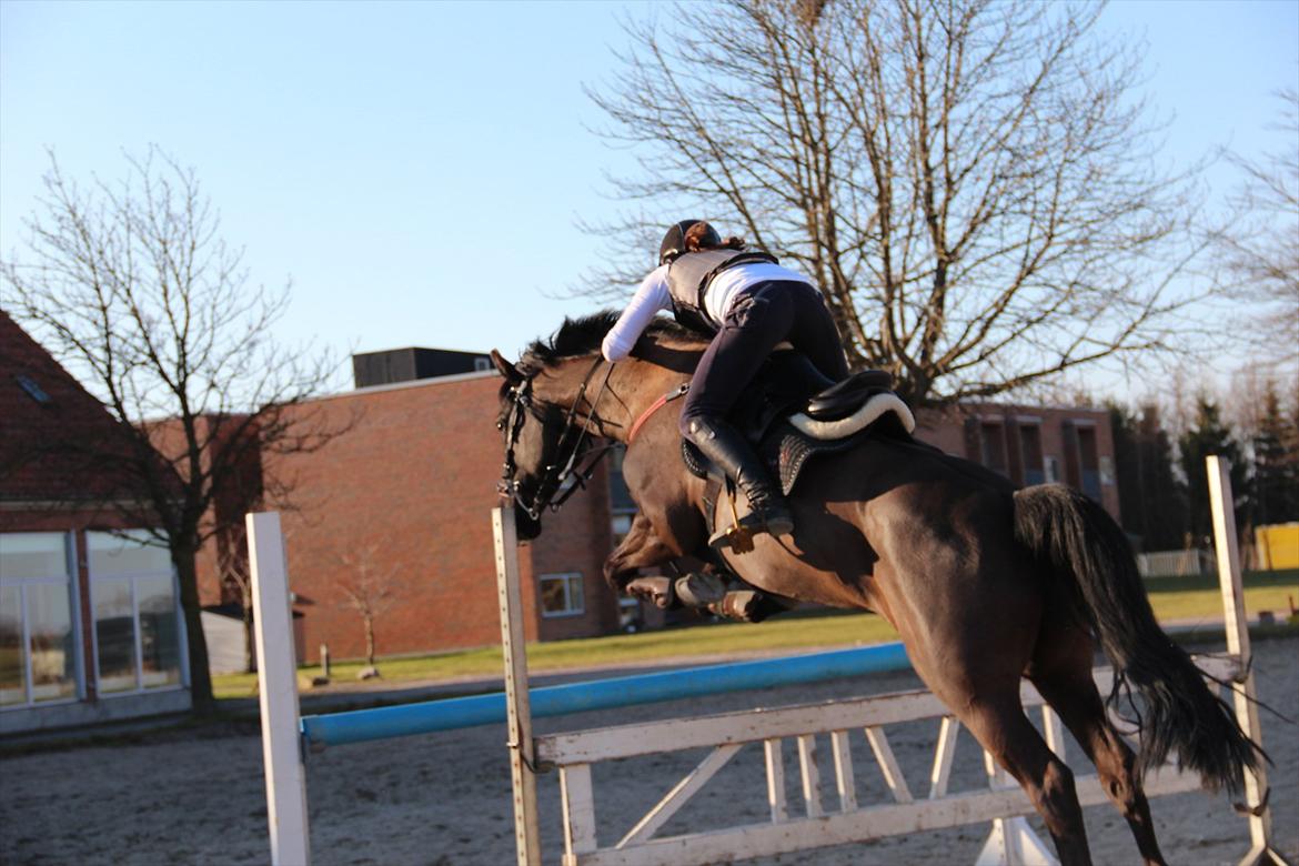 Oldenborg Okholms Gaia billede 9