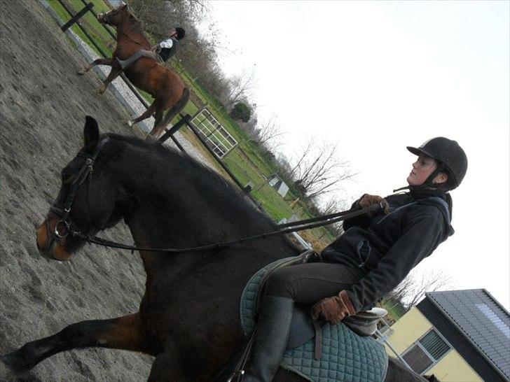 Connemara Limelight billede 8