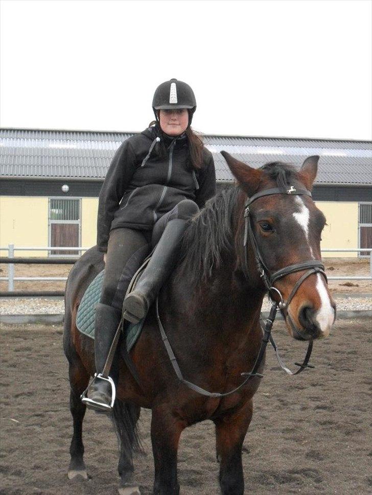 Connemara Limelight billede 11