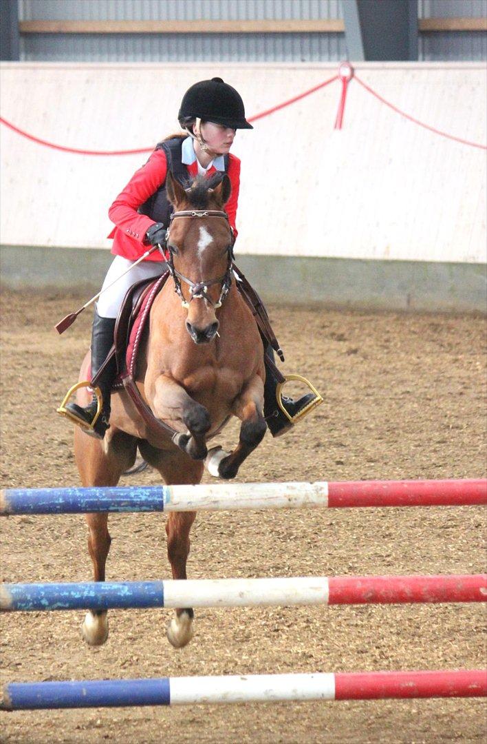 Belgisk Sportspony Asjemenou Vh Waterschoot  - Søde prin, her i en MB* stil spring i Herning ! 
Foto: Kristine Rye Svendsen, taak :D billede 2