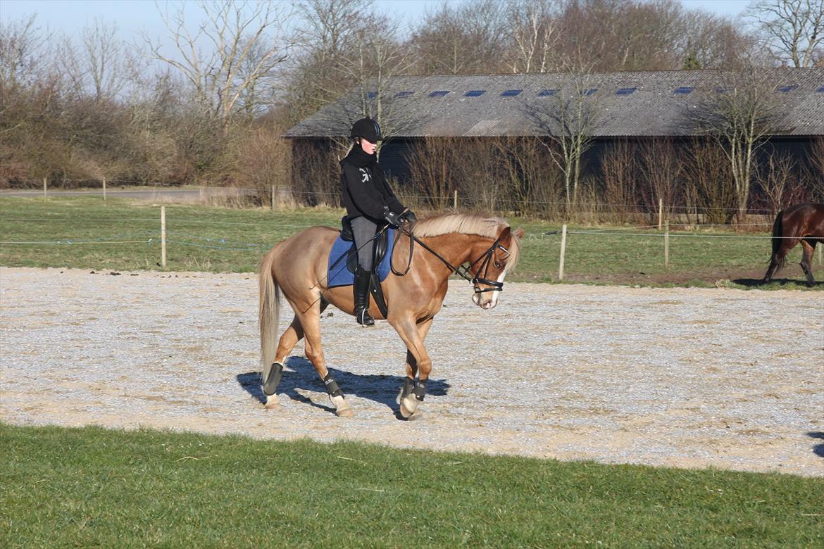 Tysk Sportspony Brisand billede 10