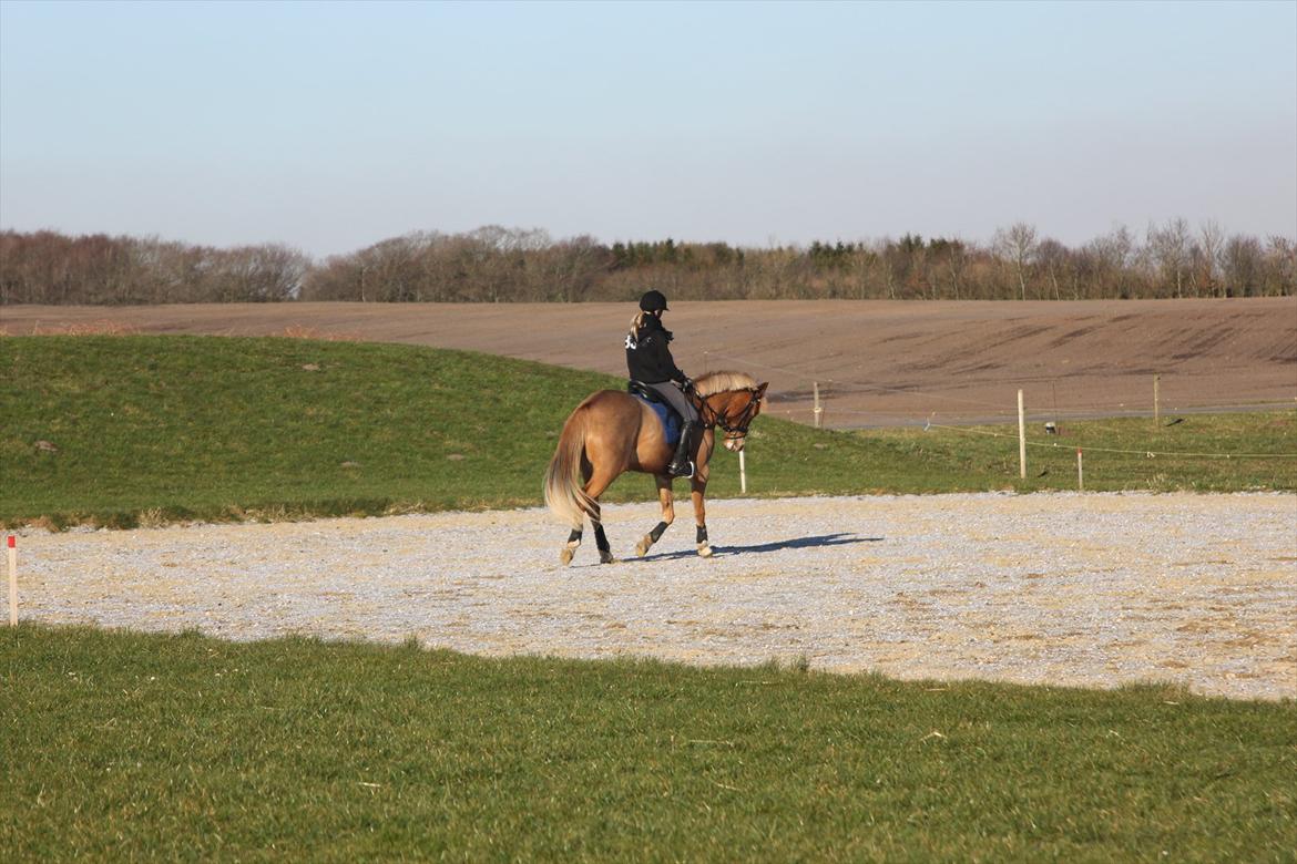 Tysk Sportspony Brisand billede 13