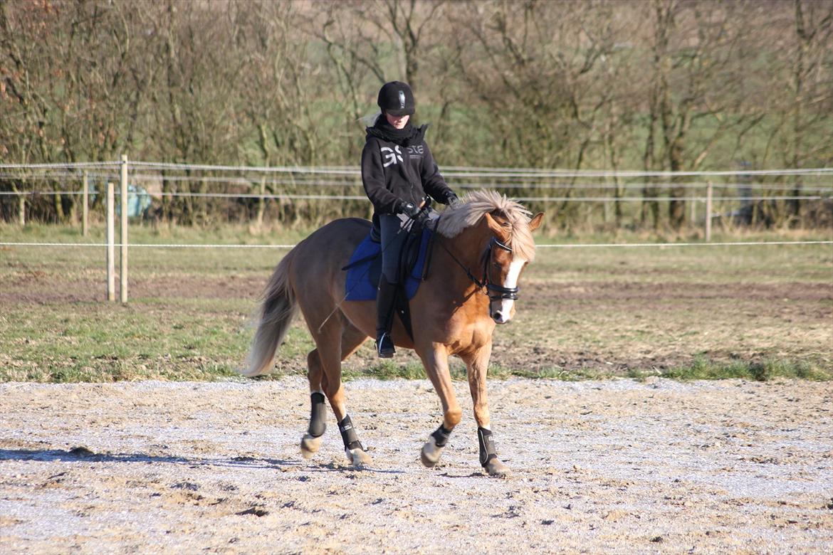 Tysk Sportspony Brisand billede 14