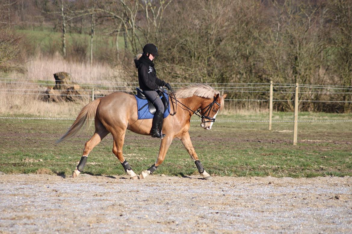 Tysk Sportspony Brisand - første undervisning udenfor :-) billede 2