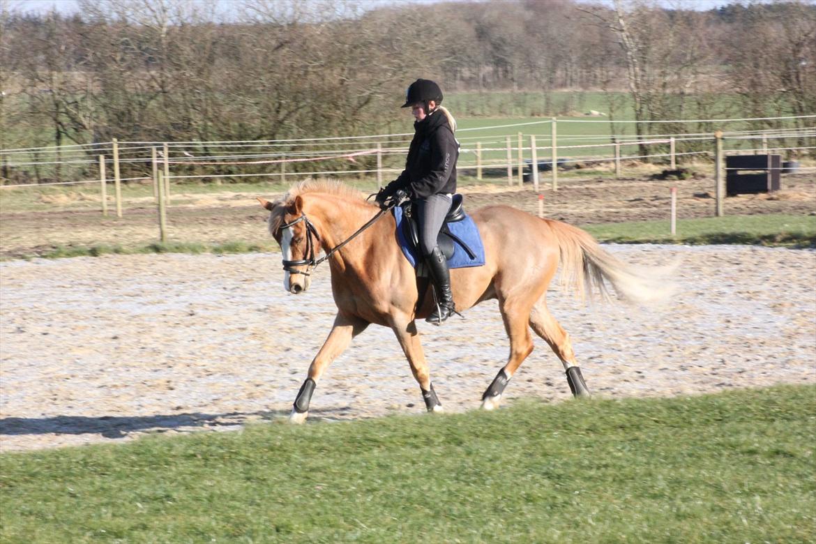 Tysk Sportspony Brisand billede 15