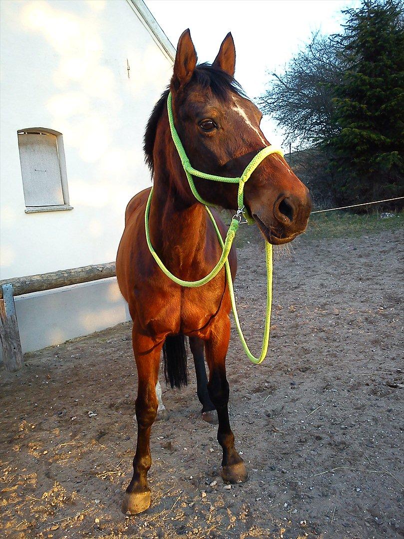 Anden særlig race Stald Birkelys Issebelle - 23.03.12, hippe-hesten ♥
Foto: Line Skou (mig) billede 33