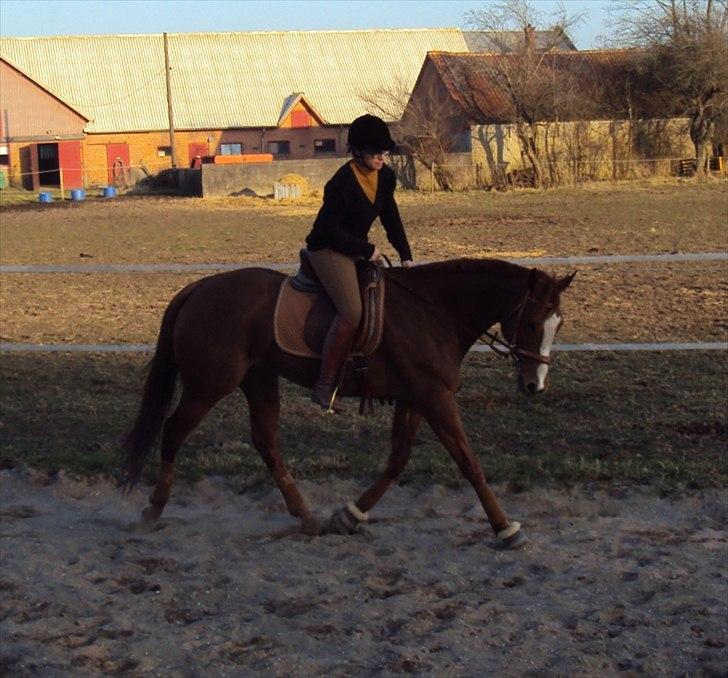 Fuldblod (XX) Rose Muwasim - 23/3-12 På Søndergaard billede 5