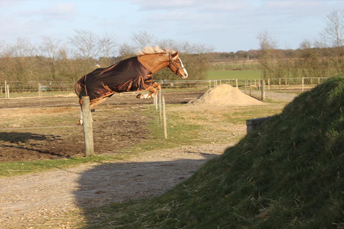 Tysk Sportspony Brisand - når man ikke gider at væreude på folden mere............jamen så springer man da bare over hegnet!! <3 din frækkert! billede 20