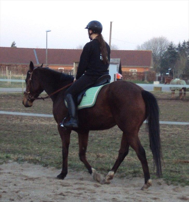 Fuldblod (XX) Indian Amy - 2. gang med rytter helt løs billede 2