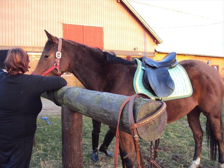 Fuldblod (XX) Indian Amy - 230312 Indi sadles op billede 3