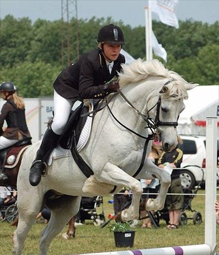 Welsh Pony (sec B) Lintelo Gratitude  (SOLGT) billede 6