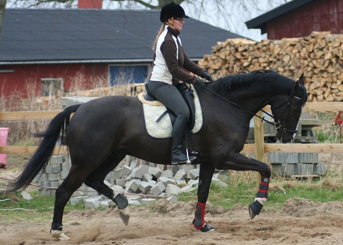 Dansk Varmblod Lero-Qvist *solgt* - Marts 2012 billede 9