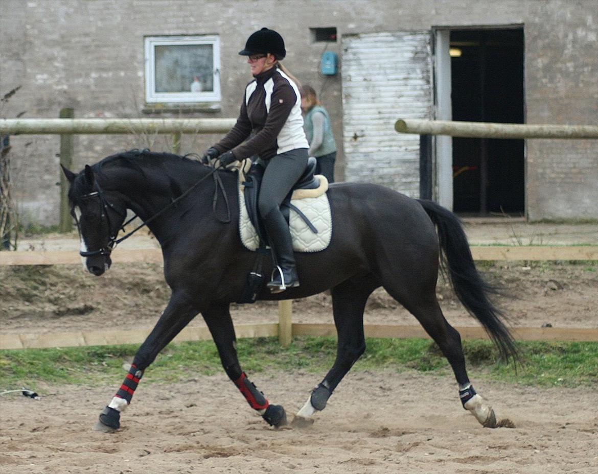 Dansk Varmblod Lero-Qvist *solgt* - Marts 2012 billede 8