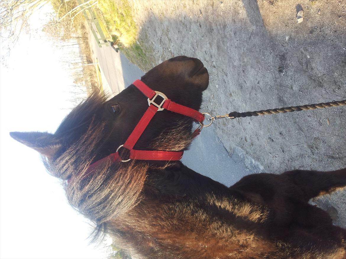 Traver Ups Money billede 5