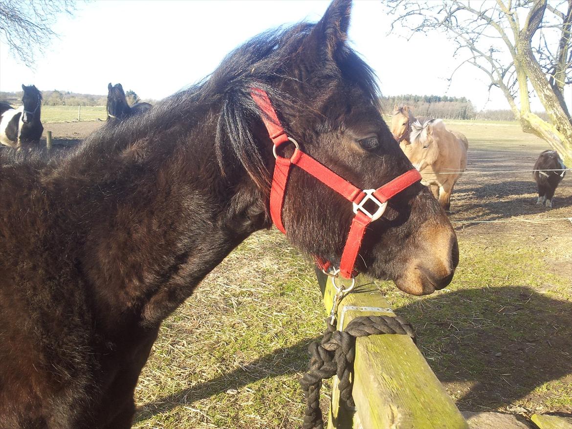 Traver Ups Money billede 7