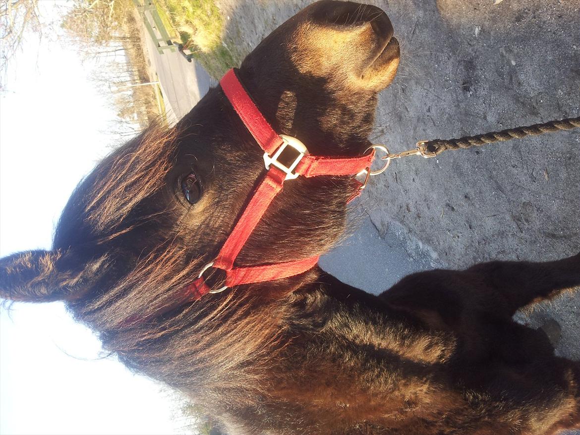 Traver Ups Money billede 8