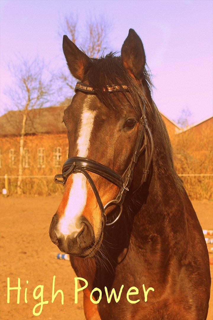 Dansk Varmblod High Power D - Velkommen <3  billede 1