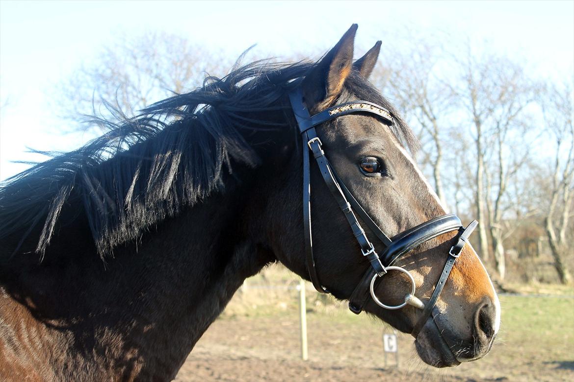 Dansk Varmblod High Power D billede 10