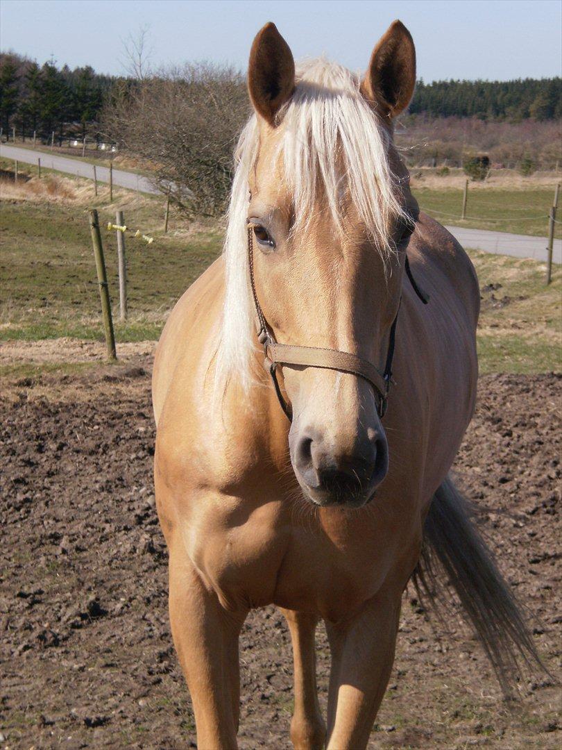 Palomino honey billede 3