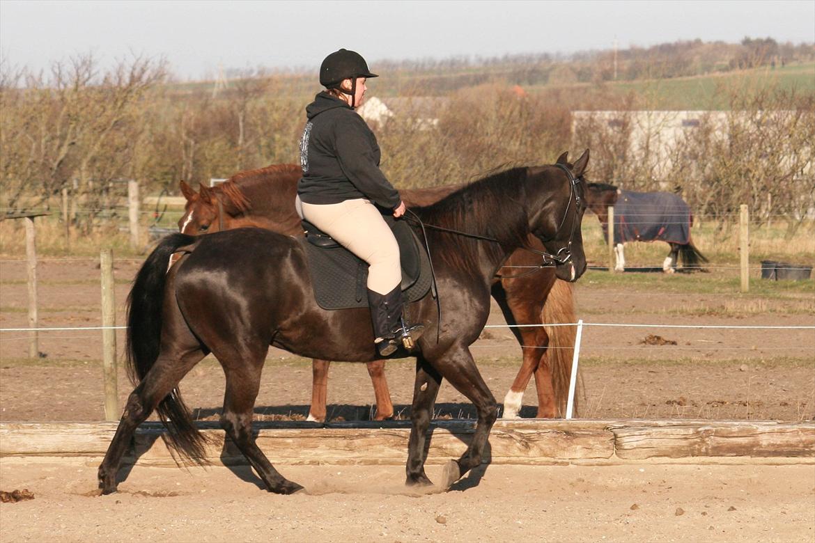 Tennessee Walker | Yahoo's Beautiful Joyce - # 17. Joyce og jeg på banen 22/3 2012. billede 17