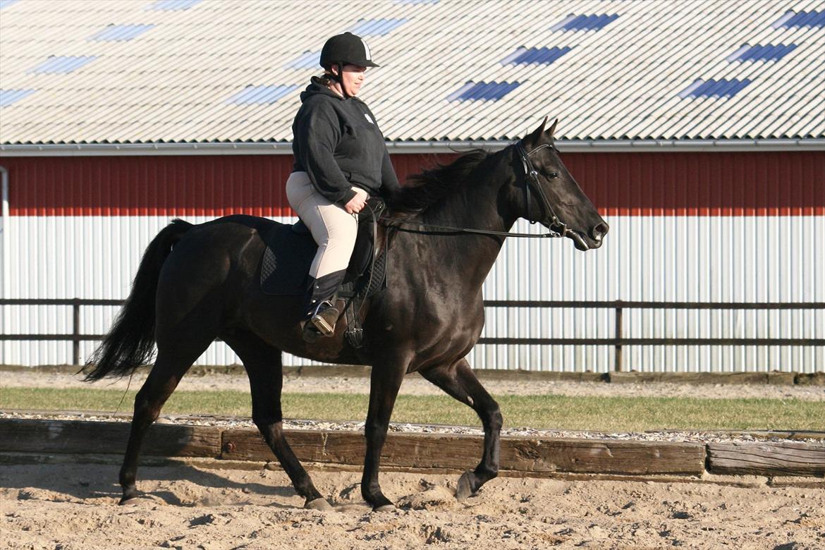 Tennessee Walker | Yahoo's Beautiful Joyce - # 7. Joyce i flatwalk, på vej over i tølt, den lille bandit ;) 22/3 2012. billede 7