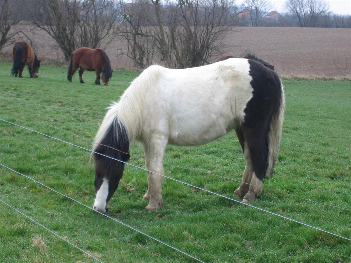 Anden særlig race Plet...<33 - Første gang på græs i år 2012 billede 14