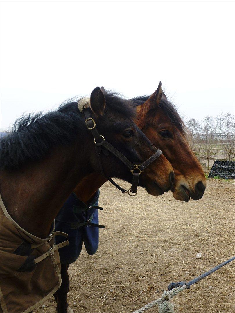 Anden særlig race Shja-shje billede 14