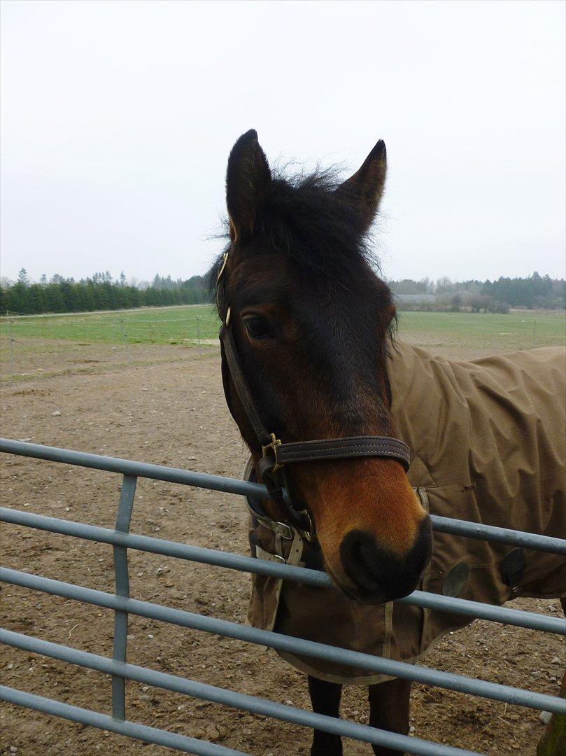 Anden særlig race Shja-shje billede 12