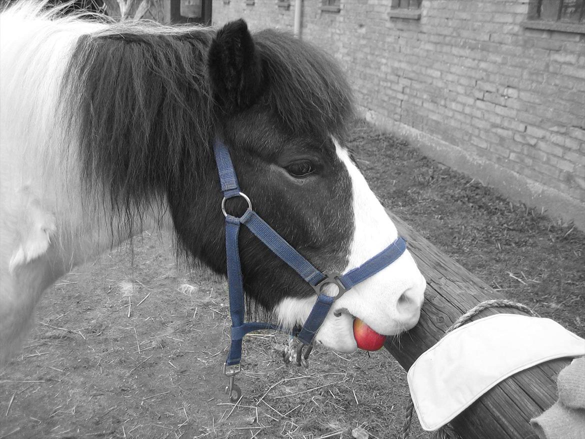 Anden særlig race Plet...<33 - Plet ELSKER æbler!!! billede 15