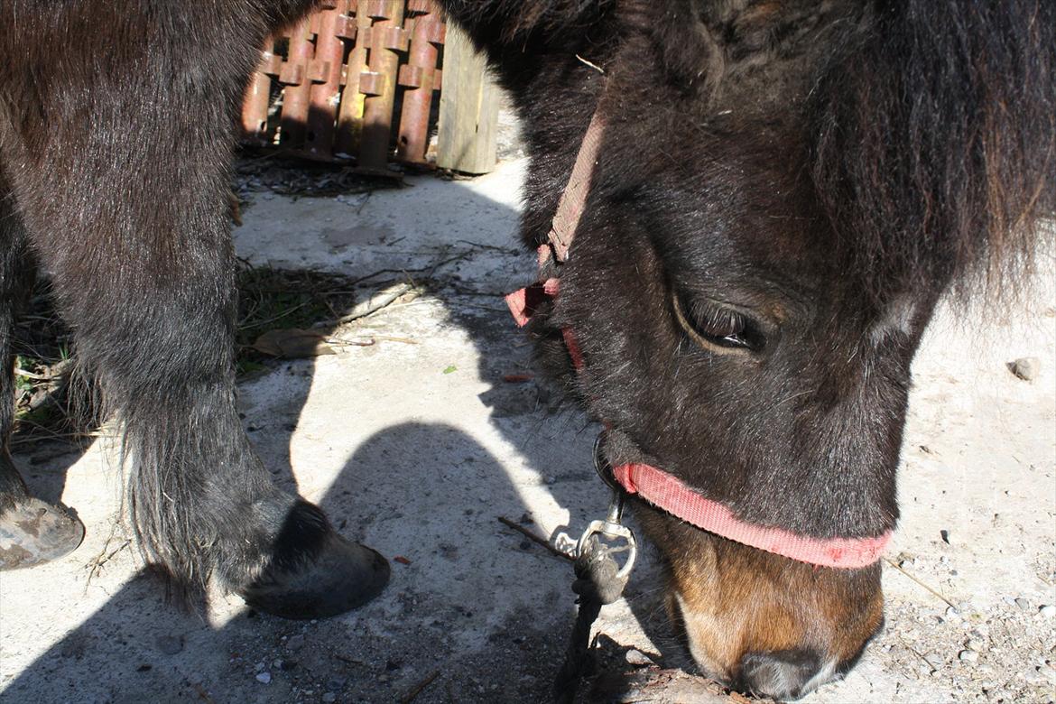Shetlænder Lucky billede 2