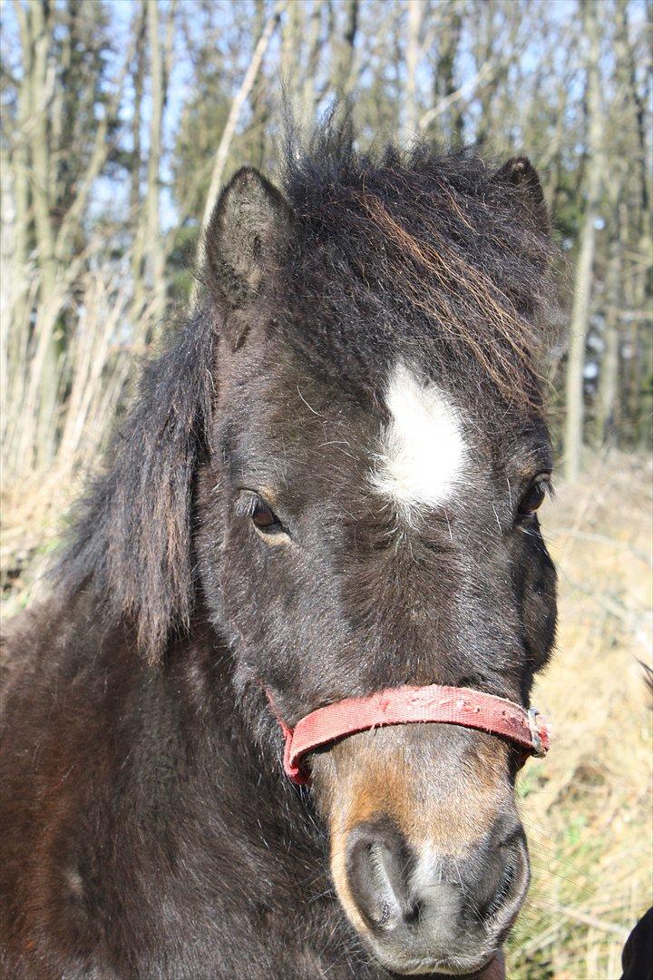 Shetlænder Lucky billede 3