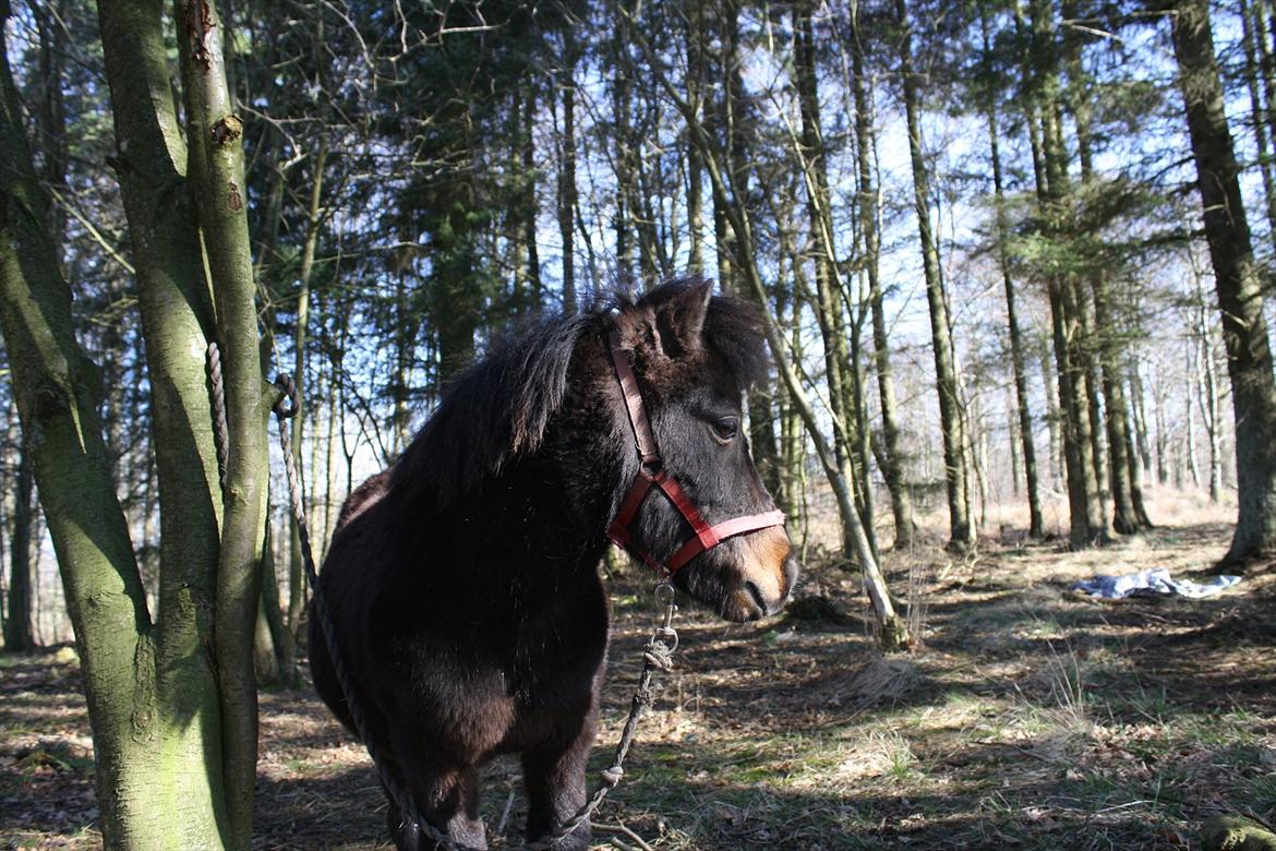 Shetlænder Lucky billede 1